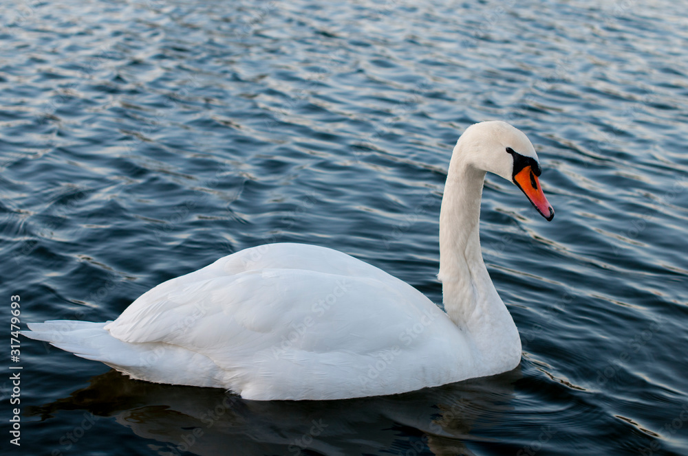 Obraz premium white swans on an autumn lake on a sunny day