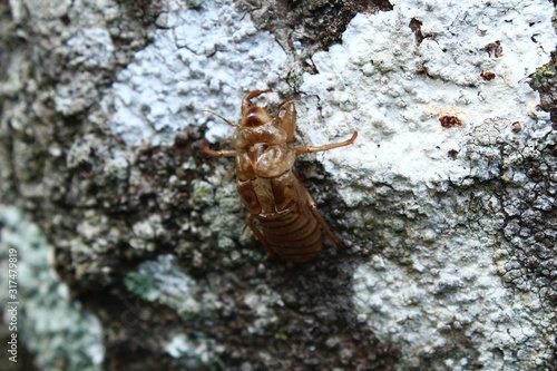 A view of the grasshopper's shell with only the skin left photo