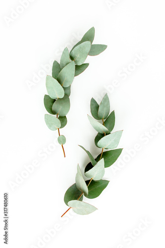 Obraz na plátně Pattern made of eucalyptus branches and leaves on white background