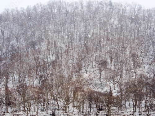Fototapeta Naklejka Na Ścianę i Meble -  Trees on a slope without any leaves in winter, snow falling in the foreground, a sense of cold winter is being captured