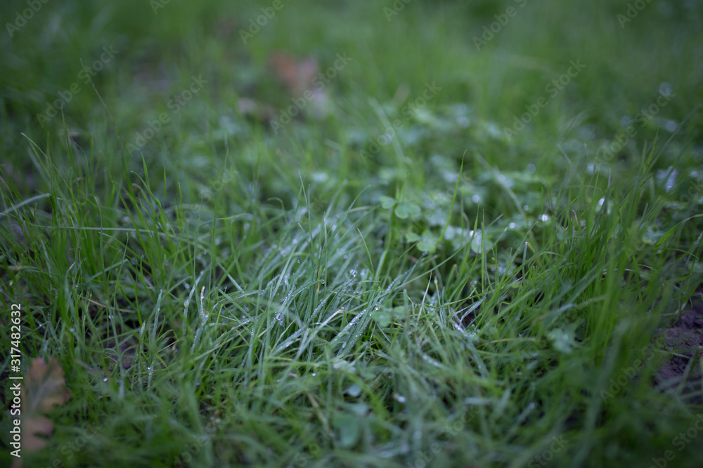 Beautiful green grass with water droplets and bokeh