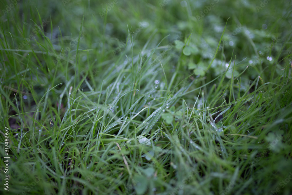 Beautiful green grass with water droplets and bokeh