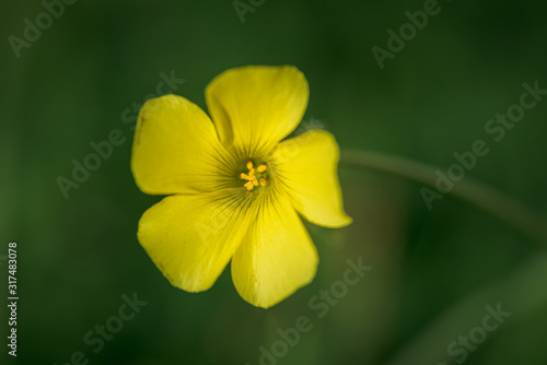 yellow flower, Oxalis pes-caprae, on a sunny winter day