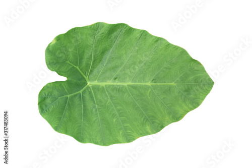 Tropical jungle leaf  Elephant ear  isolated on white background. Object with clipping path