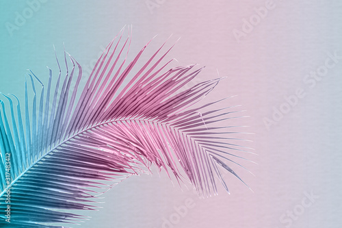 Tropical and palm leaves in vibrant gradient background. Trendy neon colors minimalist style. © banphote