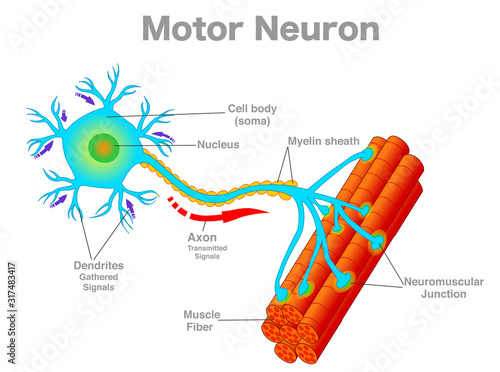 Motor neuron, motoneuron diagram. Transmission of the nerve signal from the neuron to the muscle by neuromuscular junction. Connect the muscle fiber. MND , ALS disease. Annotated. Vector illustration photo