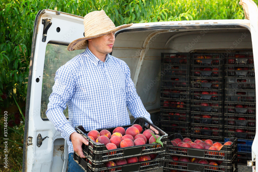 Man  professional horticulturist packing crates  with tasty peaches to car