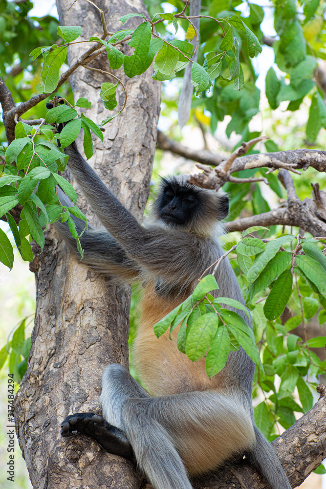 Fototapeta premium Foothills of Anjaneya Hills