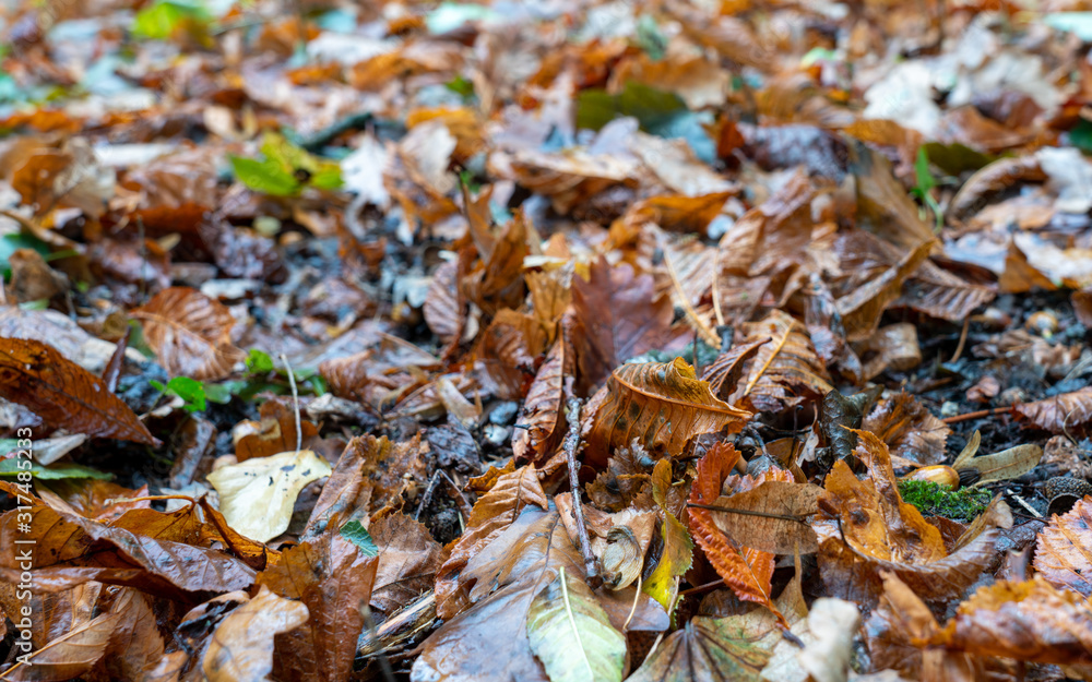 Obraz premium Feuilles