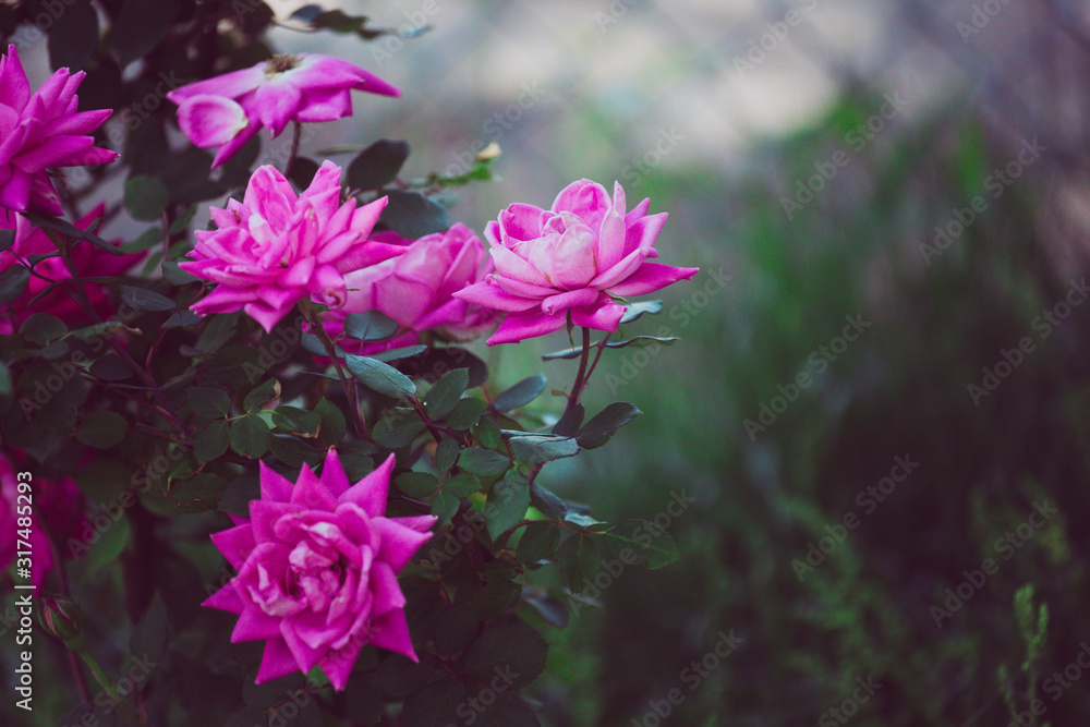 Beautiful pink flowers with bokeh