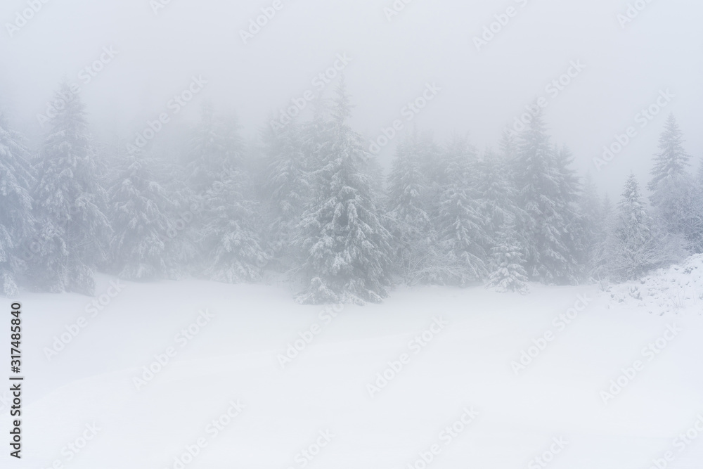 snowy forest landscape