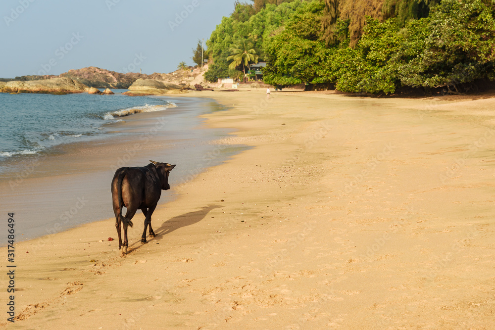 Cow on Om beach in Gokarna. India Cow on Om beach in Gokarna. India