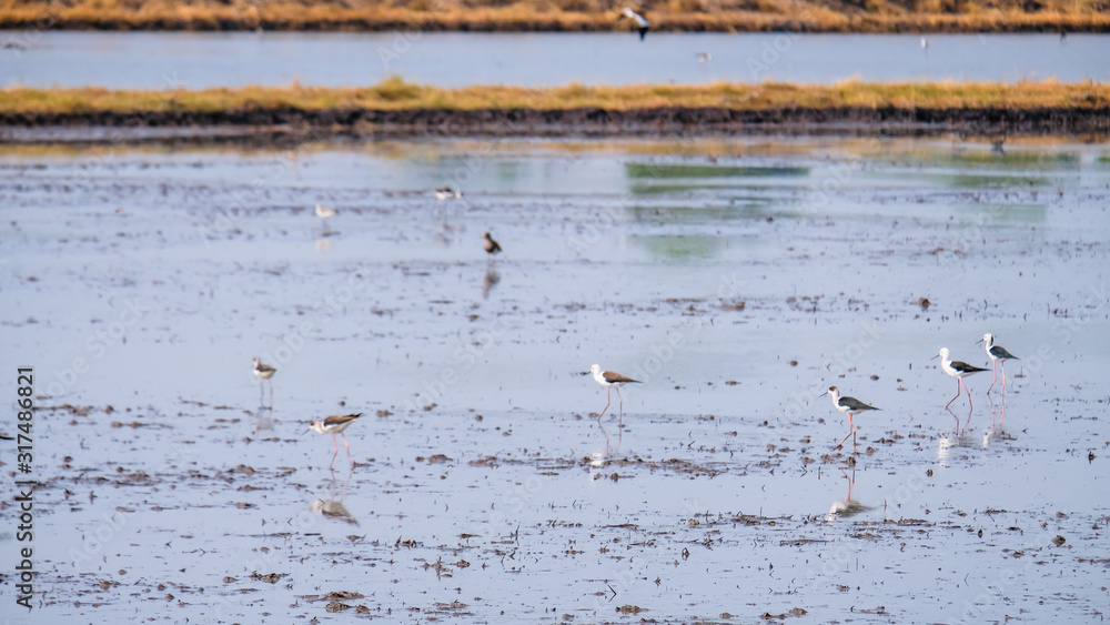 selected focus, Black-winged Stilt birds (Himantopus birds) in the rice field.