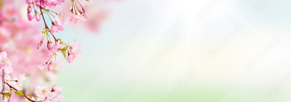 Pink cherry tree blossom flowers blooming in spring, Easter time, against a natural sunny blurred garden banner background of greens, blues and whites.