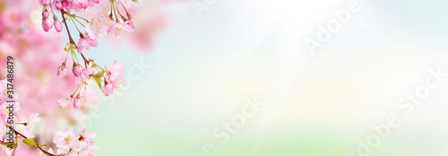 Obraz na płótnie Pink cherry tree blossom flowers blooming in spring, Easter time, against a natural sunny blurred garden banner background of greens, blues and whites. w salonie
