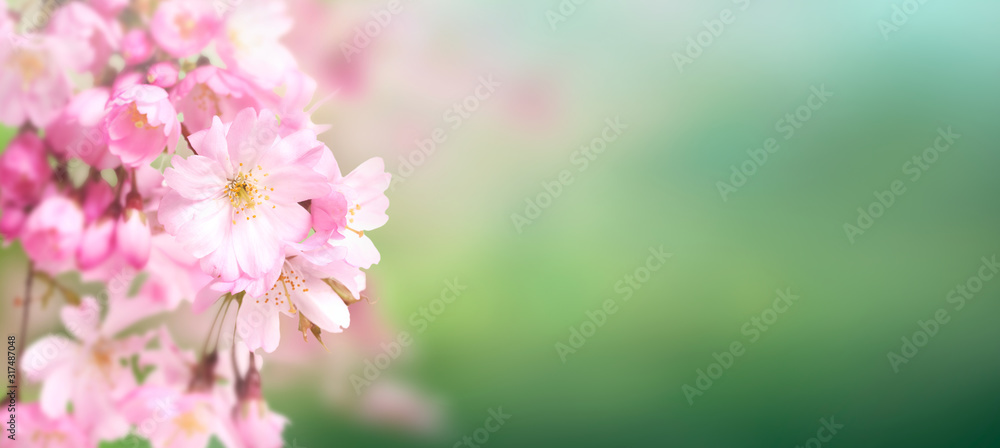 Pink cherry tree blossom flowers blooming in springtime against a natural sunny blurred garden banner background of green bokeh.