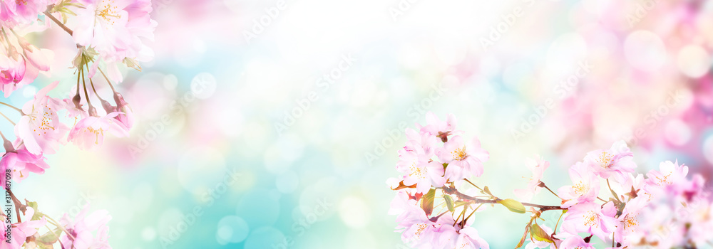 Pink cherry tree blossom flowers blooming in spring, Easter time, against a natural sunny blurred garden banner background of blue, yellow and white bokeh.