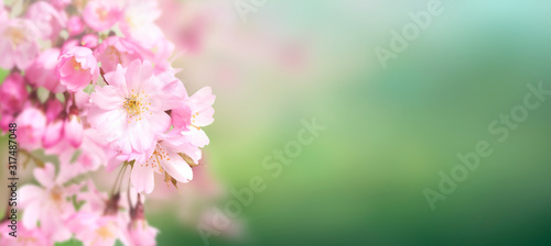 Obraz na płótnie Pink cherry tree blossom flowers blooming in springtime against a natural sunny blurred garden banner background of green bokeh. w salonie