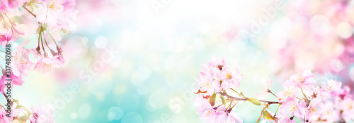 Obraz na płótnie Pink cherry tree blossom flowers blooming in spring, Easter time, against a natural sunny blurred garden banner background of blue, yellow and white bokeh. w salonie