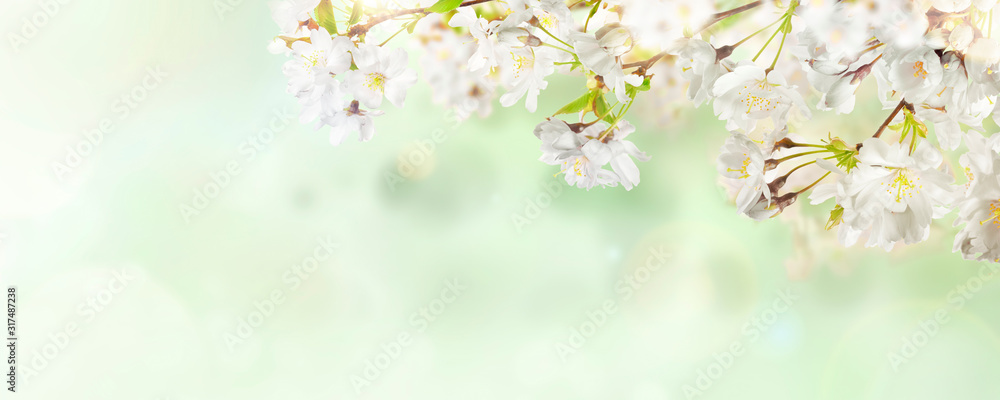 White cherry tree blossom flowers blooming in springtime against a natural sunny blurred garden banner background of pale green and white bokeh.