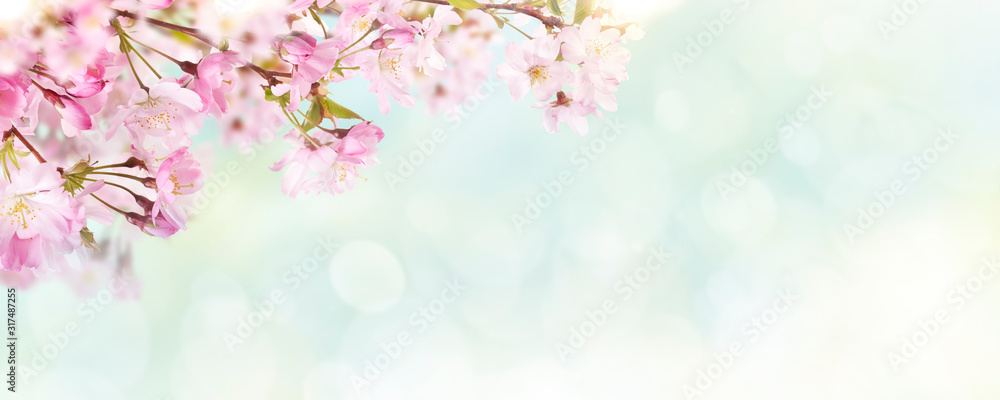 Pink cherry tree blossom flowers blooming in spring, Easter Time and mothers day, against a natural sunny blurred garden banner background of pale blue and white bokeh.