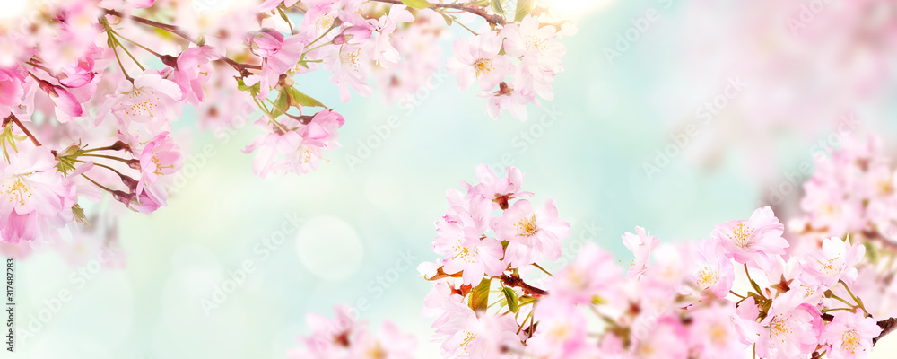 Pink cherry tree blossom flowers blooming in spring, Easter time and Mothers day, against a natural sunny blurred garden banner background of pale blue and white bokeh.