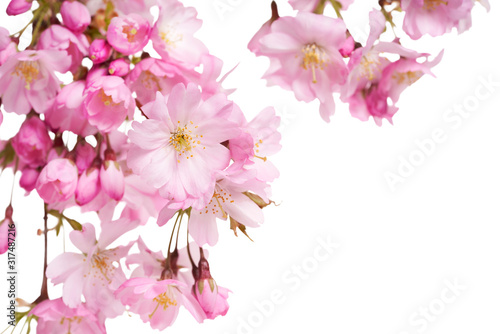 Pink spring cherry blossom flowers on a tree branch isolated against a white background.