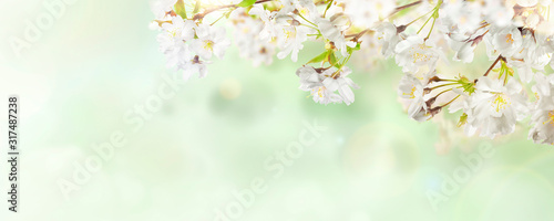 Fotografija White cherry tree blossom flowers blooming in springtime against a natural sunny blurred garden banner background of pale green and white bokeh