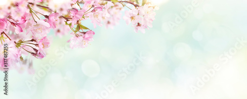 Fotografia Pink cherry tree blossom flowers blooming in spring, Easter Time and mothers day, against a natural sunny blurred garden banner background of pale blue and white bokeh