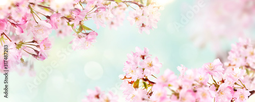 Foto Pink cherry tree blossom flowers blooming in spring, Easter time and Mothers day, against a natural sunny blurred garden banner background of pale blue and white bokeh