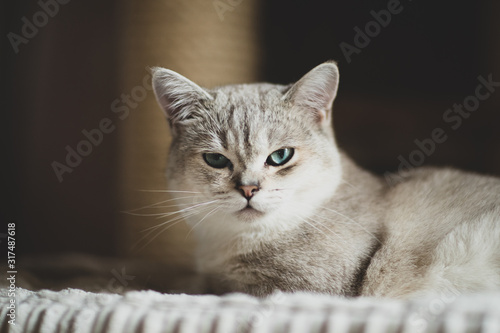 Obraz na plátně white and grey burmilla with green eyes