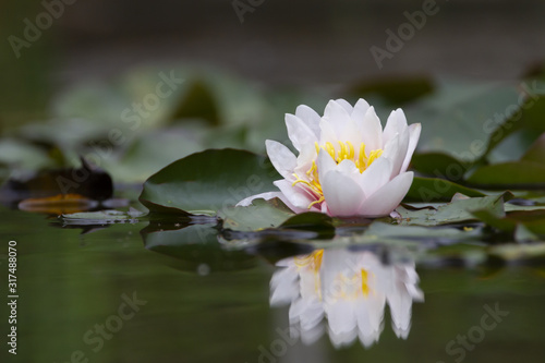 White lotus waterlily lily flower in a pond