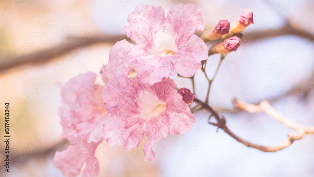 close-up beautiful pink bloosom flower . wedding or valentine background. love concept .Soft blur focus. In sepia vintage pastel toned close-up beautiful pink bloosom flower . wedding or valentine background. love concept .Soft blur focus. In sepia vintage pastel toned