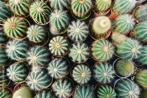 Miniature cactus pot decorate in the garden / various types beautiful cactus market or cactus farm