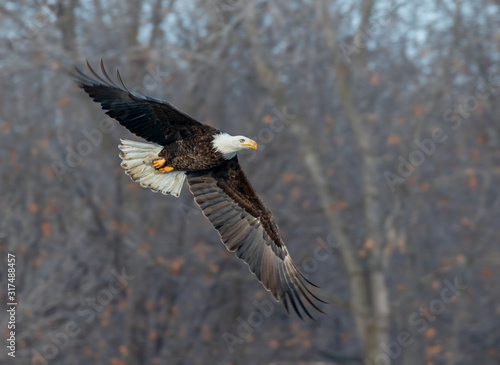 Bald eagle (Haliaeetus leucocephalus) adult flying through winter forest, Saylorville, Iowa, USA