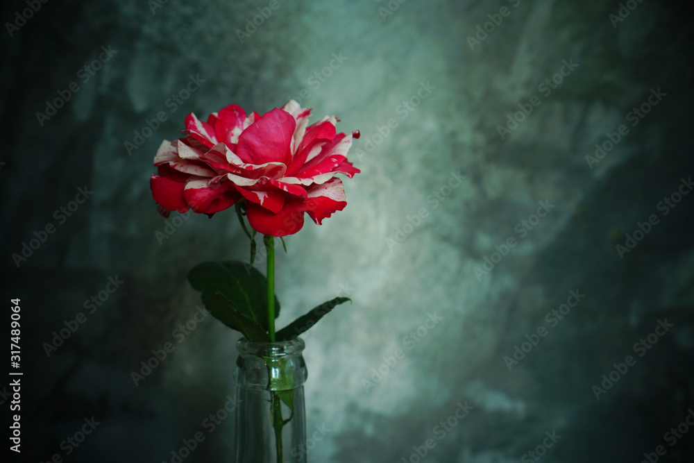 Red rose valentine concept - still life bloom flower on vase in the dark background Red rose valentine concept - still life bloom flower on vase in the dark background