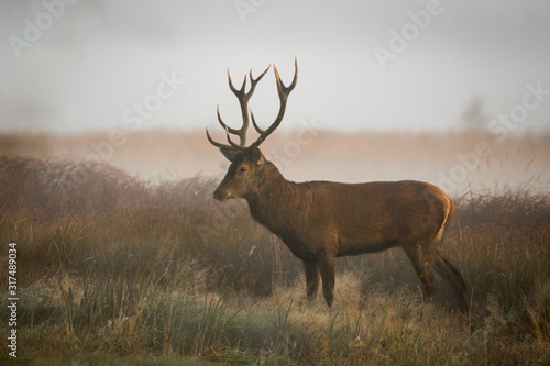 Red deer stag (Cervus elaphus)