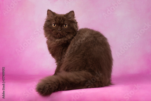 british kitten on color isolated background photo