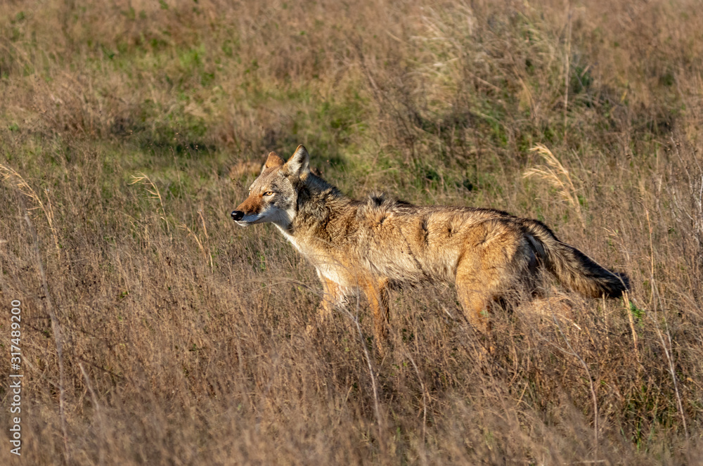 Coyote (Canis latrans) in a wet meadow, Galveston, Texas, USA.