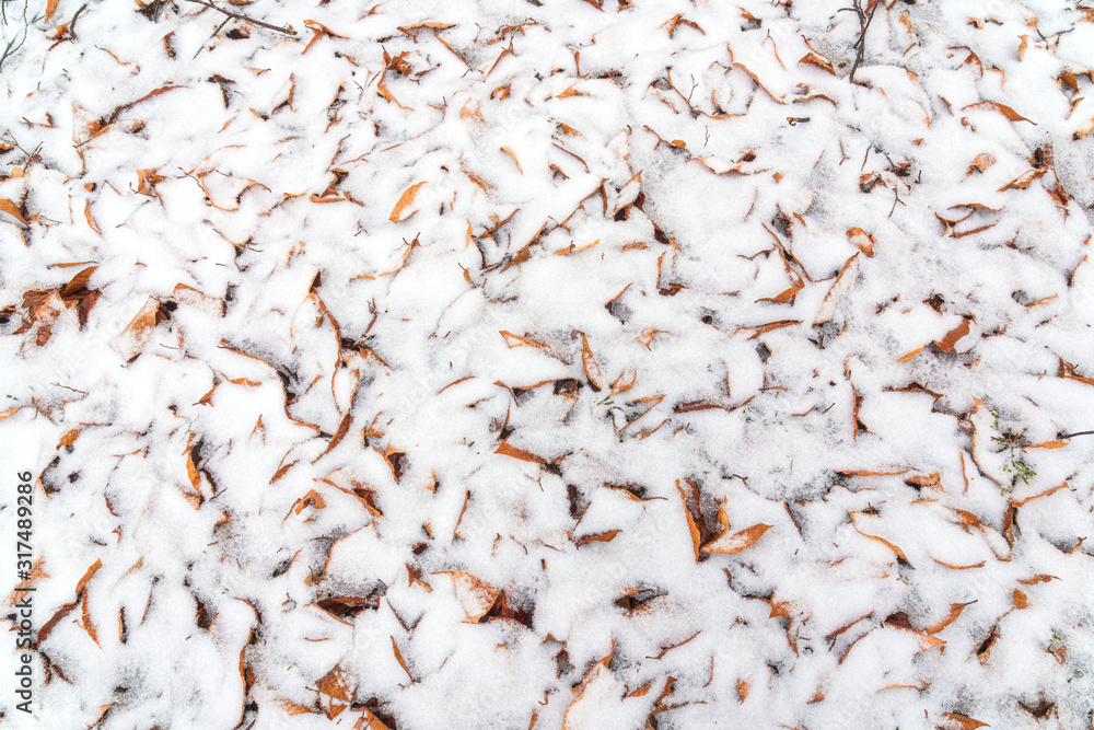 Dry autumn leaves covered with snow