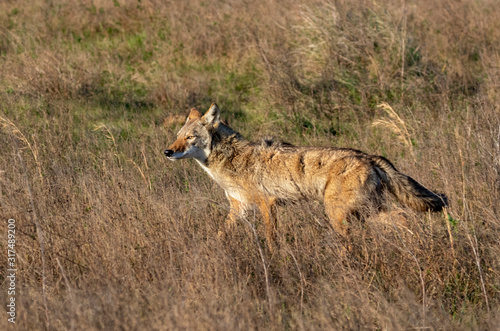 Coyote  Canis latrans  in a wet meadow  Galveston  Texas  USA.