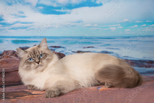 Siberian color point cat on ocean background