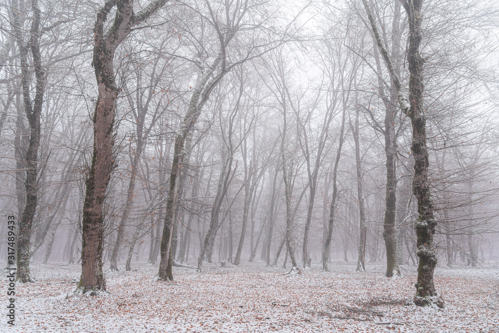 Obraz premium Winter forest, snow covered bare trees
