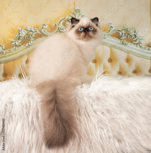 persian cat on the bed