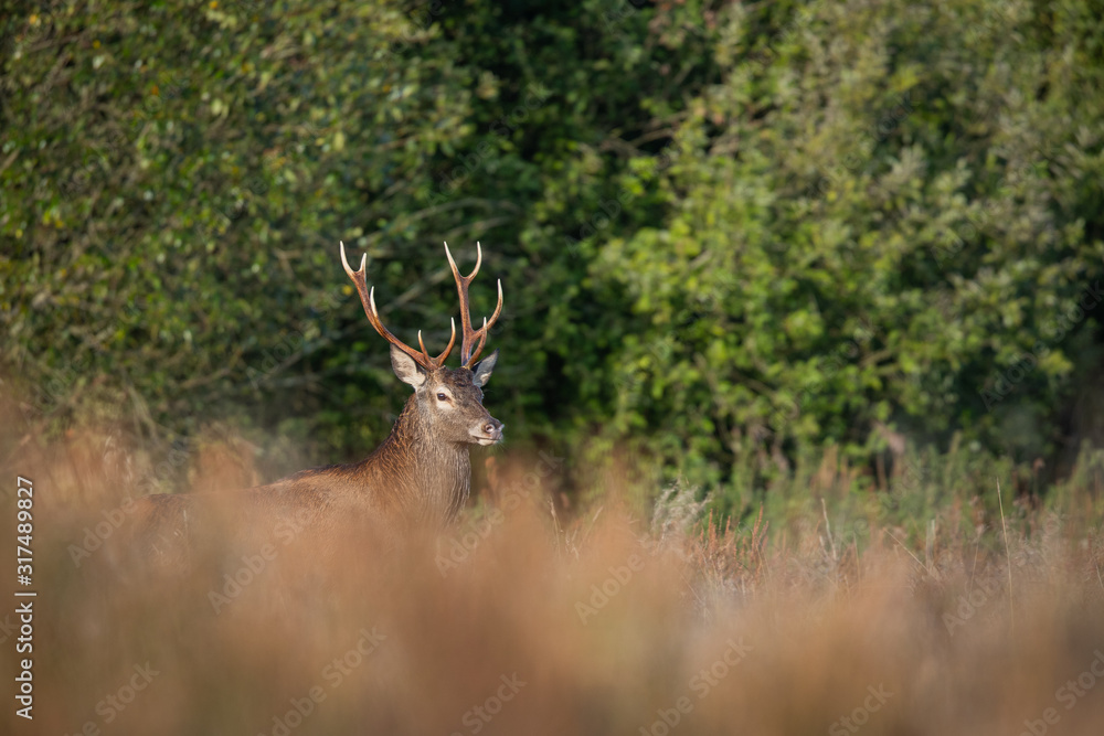 Fototapeta premium Red deer stag (Cervus elaphus)