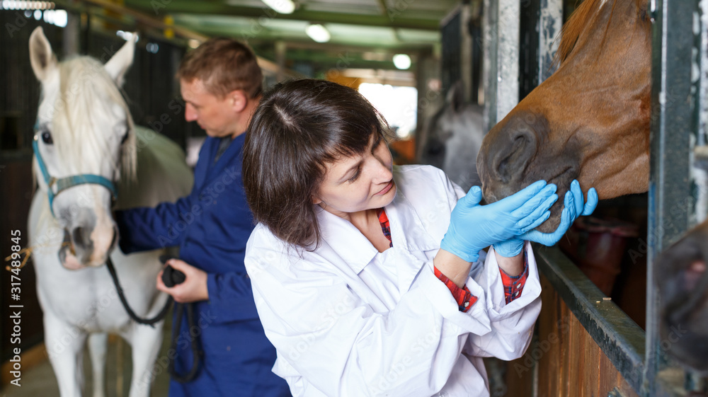 Vet giving medical exam to horse