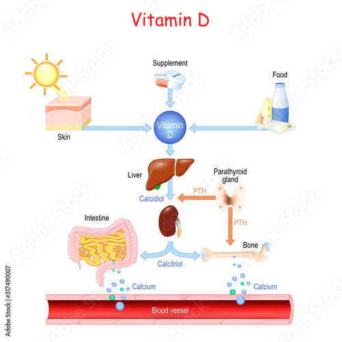 Vitamin D. Sources, metabolism and organs that regulate the level of calcium in the blood