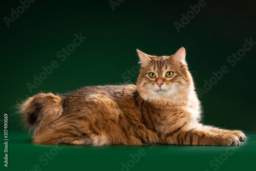Schilderij op canvas kurilian bobtail in green background
