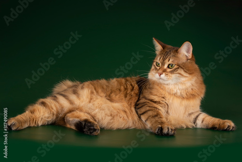 kurilian bobtail in green background photo