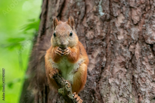 Red Squirrel standing on the branch of a tree in a forest. The red squirrel or Eurasian red squirrel  Sciurus vulgaris  is a species of tree squirrel in the genus Sciurus common throughout Eurasia. 